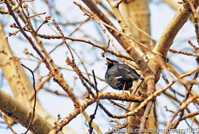 杂片（斑鸫与八哥）随拍