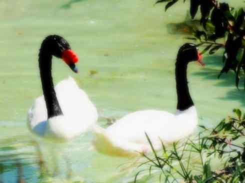 奇特的盔：黑颈天鹅