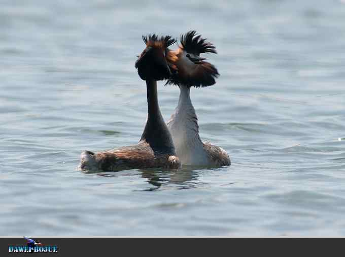 凤头.相恋在春花绽放时