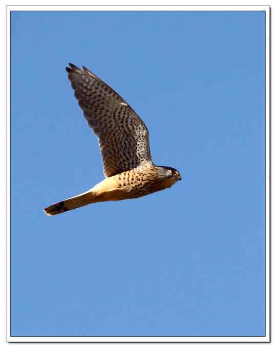 【鹰击长空--红隼雄姿】