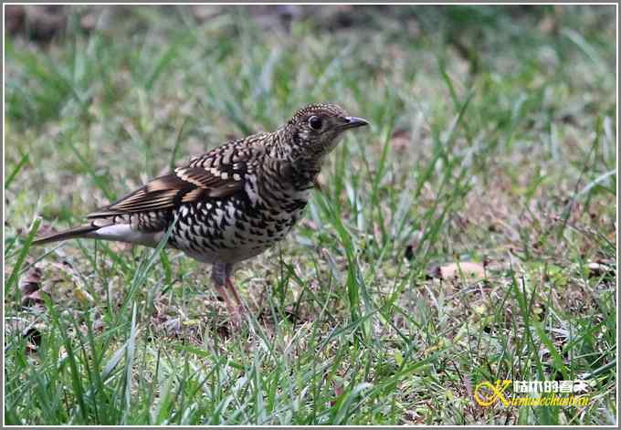 距离产生美【照片】 距离产生美【照片】