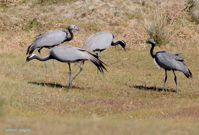 达里诺尔湖的蓑羽鹤