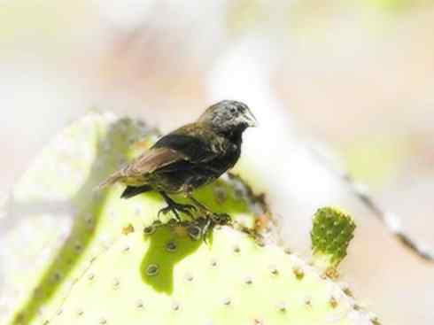 天生猎手:非猛禽类猎手之七 天生猎手:非猛禽类猎手之七