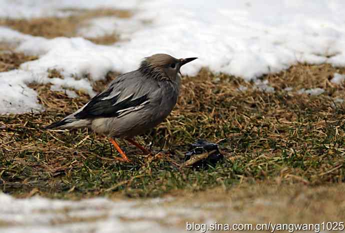 丝光椋（liang）鸟
