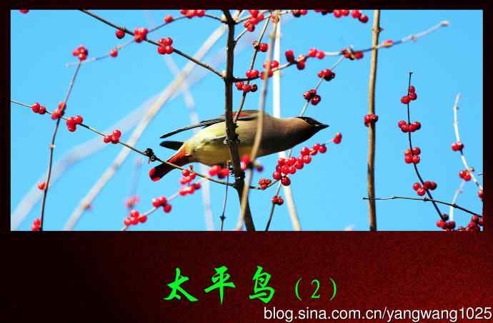 太平鸟（2）