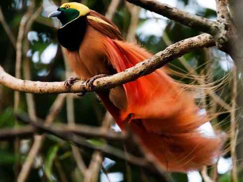 美丽无罪:雀鸟之极乐鸟 美丽无罪:雀鸟之极乐鸟