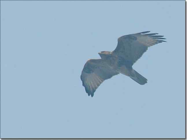 望京楼主峰雾蒙蒙续拍猛禽