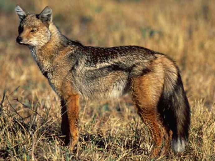 犬科:犬亚科犬属之西门豺、侧纹豺(胡狼类) 犬科:犬亚科犬属之西门豺、侧纹豺(胡狼类)