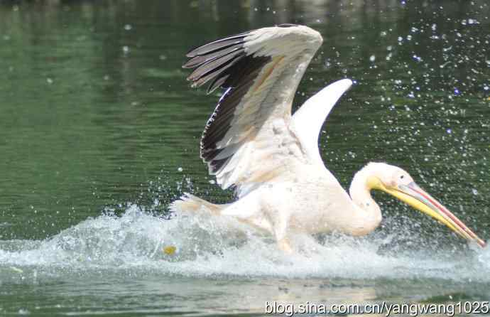 鹈鹕(抓拍) 鹈鹕(抓拍)