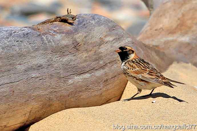 铁爪鹀(2) 铁爪鹀(2)