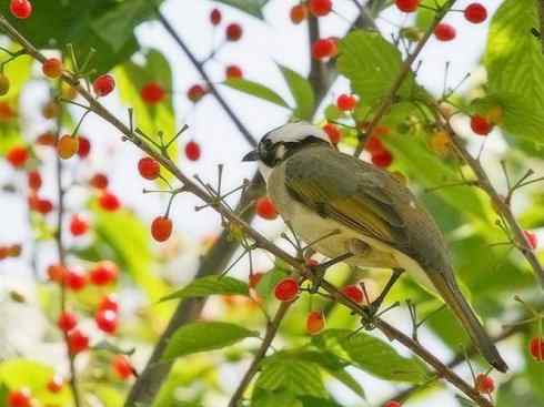 白头鸟类：另类的美丽（白头鹎）