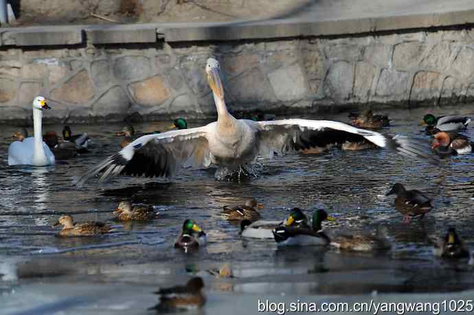 鹈鹕(大白)飞去 鹈鹕(大白)飞去