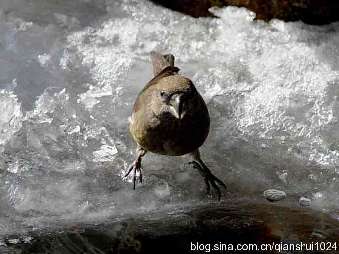 虎年最后一只鸟.交嘴雀(植物园)