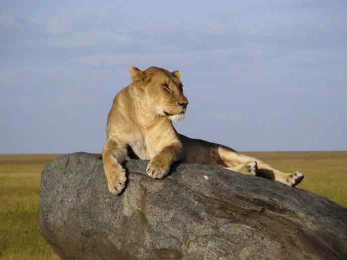 犬科：薮犬亚科非洲野犬属之非洲野犬