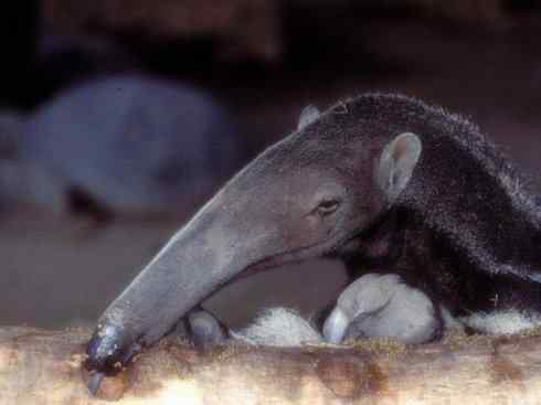 动物世界：山寨还是原创之五