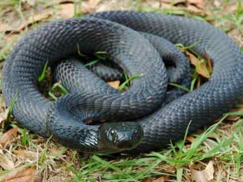 龙：传说的兽原型探秘（眼睛蛇类）