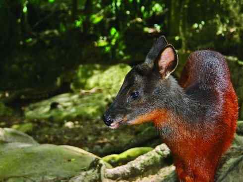 麒麟：传说的兽原型探秘（白尾鹿）
