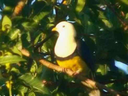 白头鸟系列：另类的美丽11（鸠鸽）