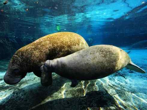 美人鱼：传说的兽原型探秘（海牛）