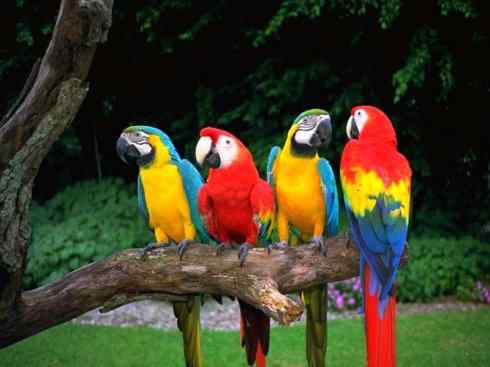 猎奇：奇特的鸟喙之四