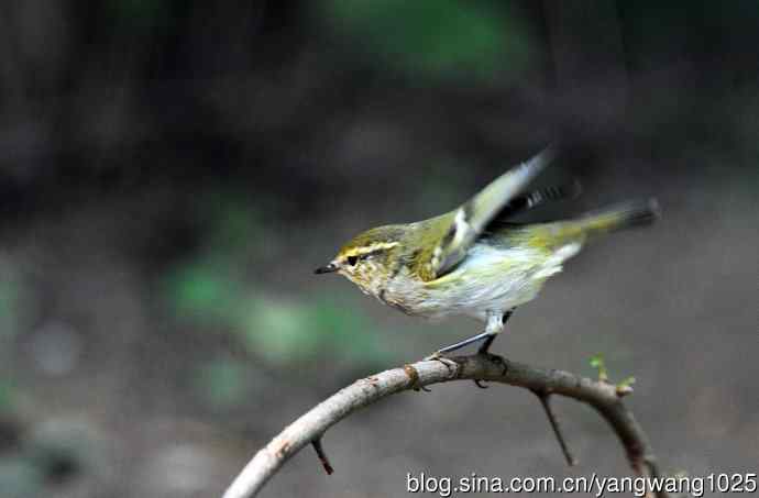 黄眉柳莺（21）