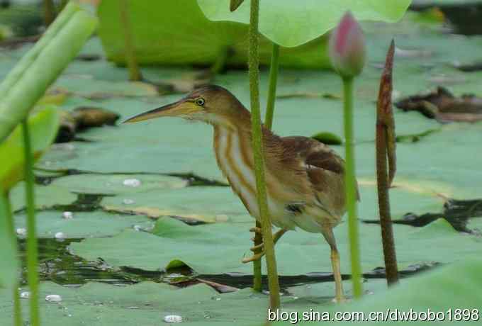 黄苇鳽--雅逸的小黄鹭