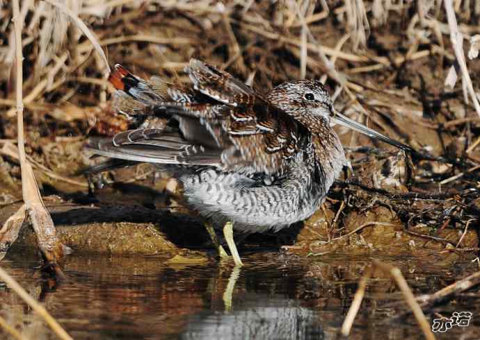 白河峡谷 wbr路 wbr孤沙锥(沐浴梳羽版) 白河峡谷 wbr路 wbr孤沙锥(沐浴梳羽版)