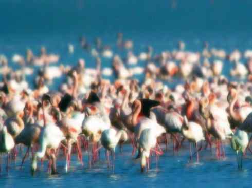 猎奇：十大奇异鸟类之二（极乐鸟、火烈鸟、猴面鹰）