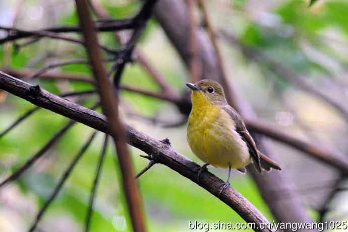 雌性绿背姬鶲（3）