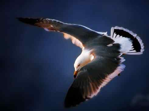 白头鸟系列：另类的美丽（黑背鸥）