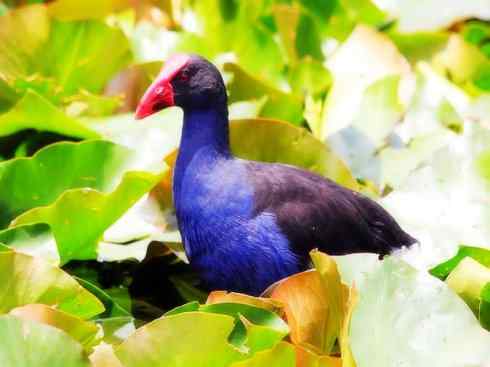 奇特的盔：紫水鸡