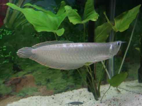 鱼类活化石：巨骨舌鱼