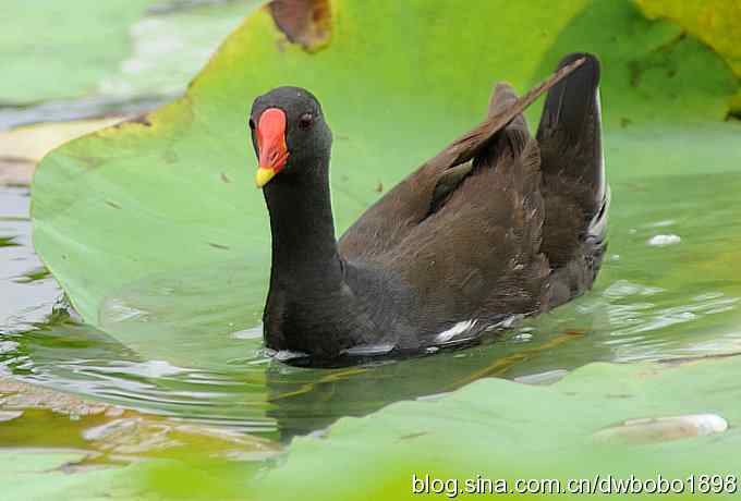黑水鸡育雏 黑水鸡育雏