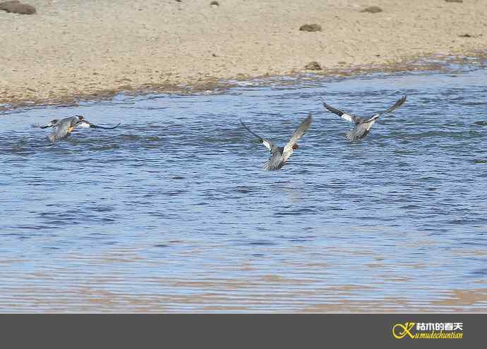 月亮湾拍的“秋沙鸭”【实拍】