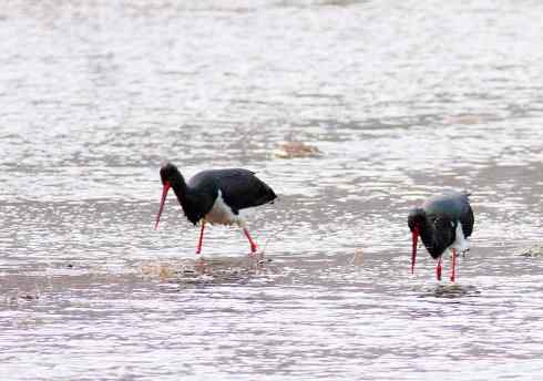 五百分之八的黑鹳