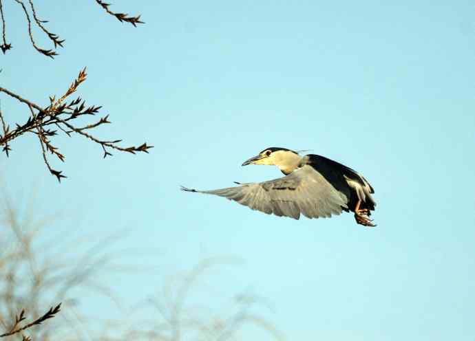 北京动物园的鸟类——飞（夜鹭）40