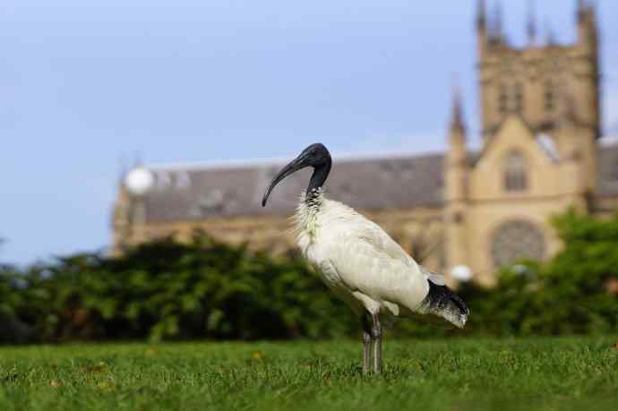 澳洲拍鸟鈥斺敳四癜q