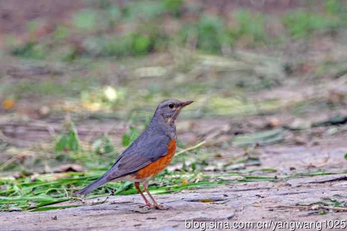 灰背鸫(2) 灰背鸫(2)