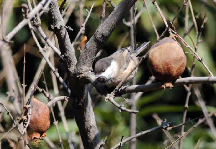 大年初一好收获（褐头山雀记录版）
