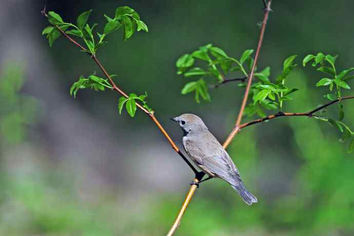 雄性红喉姬鹟（5）
