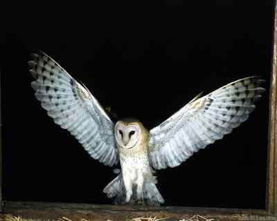 猫头鹰的象征面面观