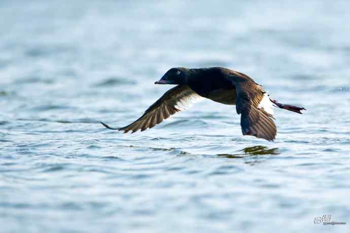 一组斑脸海番鸭逆光起飞