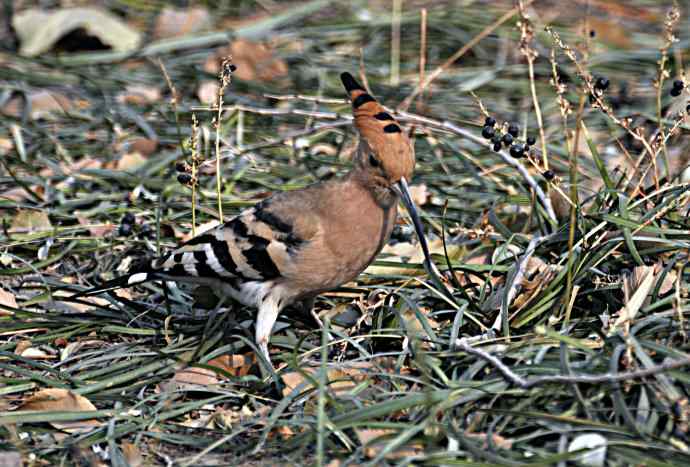 戴胜 wbr2 戴胜 wbr2