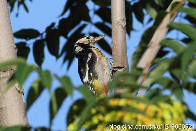 大斑啄木鸟（2）