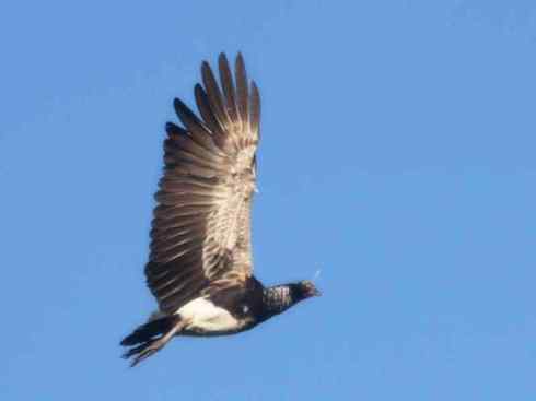 猎奇：十大奇异的雁鸭之一（叫鸭、天鹅）