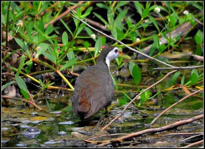 去年记录到的一组白胸苦恶鸟