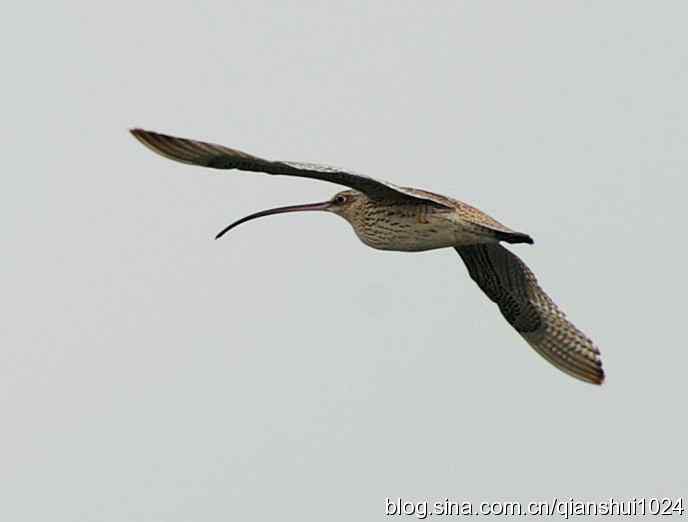 湿地观鸟.中杓鹬