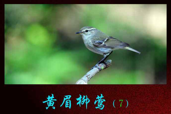 黄眉柳莺（7）