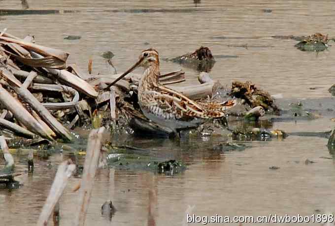 沙河观鸟 沙河观鸟