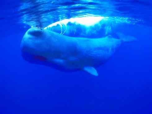 自然奇观：动物大迁徙(齿鲸类)